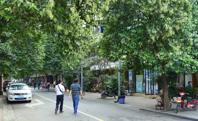 成都仁厚街的城市环境照片